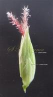  Spikelet